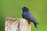 Swallow-winged Puffbirdborder=